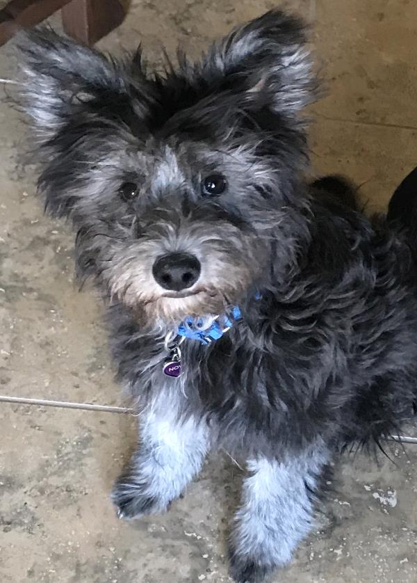 2017-santa-fe-new-mexican-pet-calendar-contest-360-photo-contest